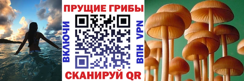 закладки  Нововоронеж  маркетплейс формула  Псилоцибиновые грибы прущие грибы 